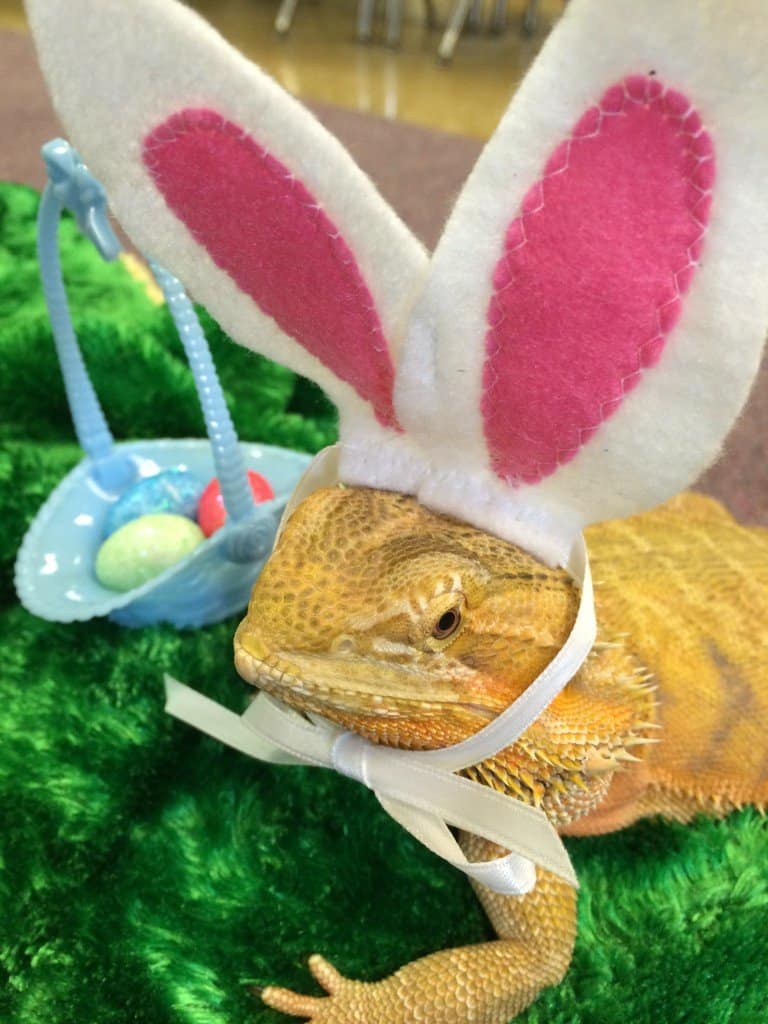 Simon the Bearded Dragon
