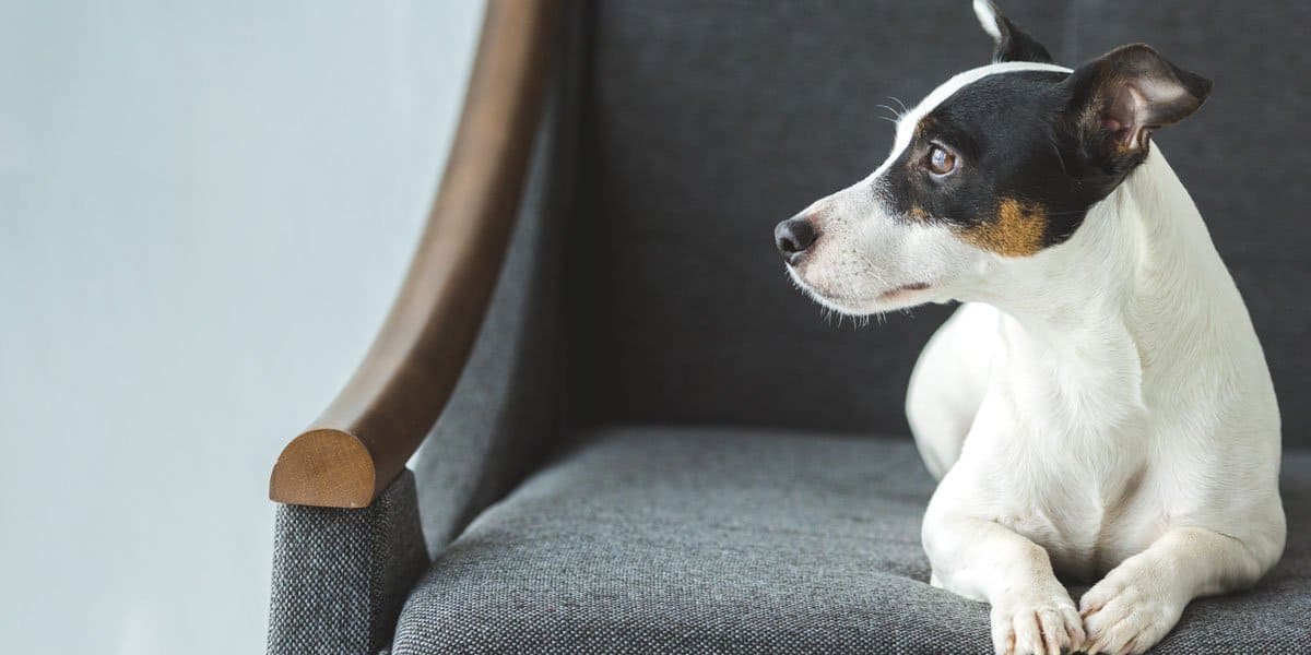 Could Your Aging Dog Have Canine Dementia?