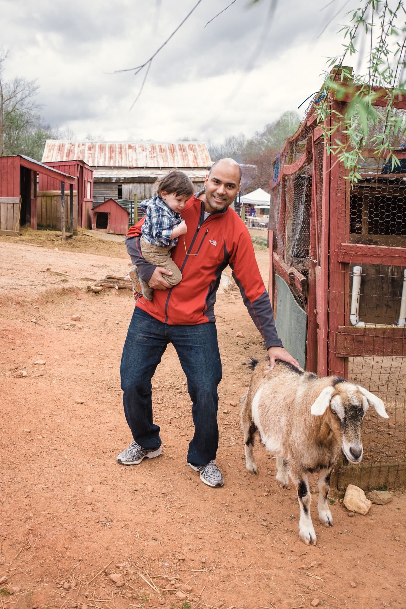 Petting goat